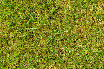 Background of green grass. Eco concept