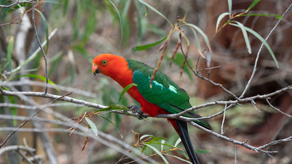 King Parrot