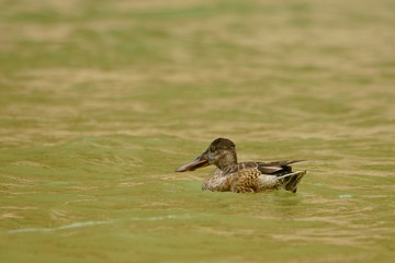 Northern shoveler / Anas clypeata