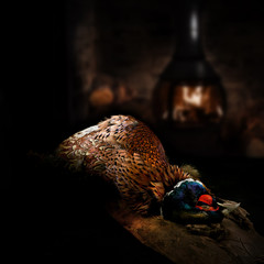 Fototapeta premium Bażant koguta