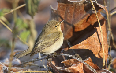 A pretty Chiffchaff (Phylloscopus collybita) hunting for food in the undergrowth on a frosty winters day.