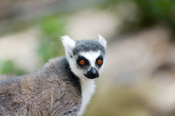 Ring-tailed Lemur.Primate