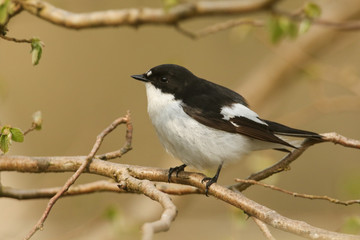 A beautiful male Pied Flycatchers (Ficedula hypoleuca) perching on a branch in a tree.