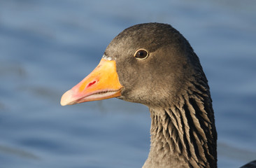 A head shot of a pretty Greylag Goose (Anser anser) swimming on a lake.