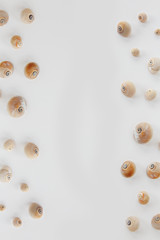 white background with seashells
