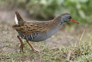 A stunning secretive Water Rail (Rallus aquaticus) searching for food along the bank of a lake. 