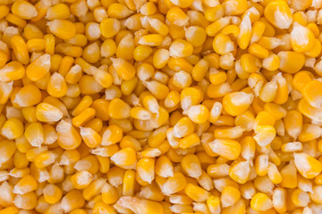 Bulk of yellow corn grains texture