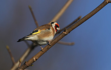 A pretty Goldfinch bird (Carduelis carduelis) perched on a branch on a tree in the UK.
