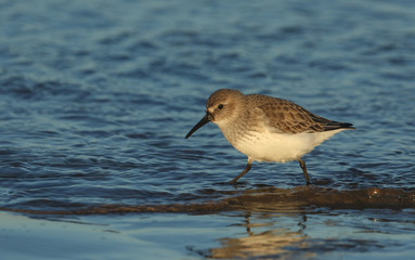 A stunning Dunlin (Calidris alpina) searching for food along the shoreline at high tide .