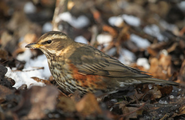 A Redwing (Turdus iliacus) searching for food on the ground under the snow and decaying leaves.