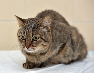 Tabby Cat. Expression.