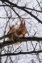 Squirrel on the tree branch. Sitting on the branch and eats nuts.