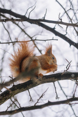 Squirrel on the tree branch. Sitting on the branch and eats nuts.