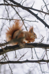Squirrel on the tree branch. Sitting on the branch and eats nuts.