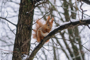 Naklejka na ściany i meble Squirrel on the tree branch. Sitting on the branch and eats nuts.