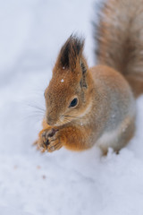 Close-up portrait young squirrel in the winter park.