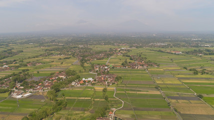 agricultural landscape in asia with rice fields, farmers village agricultural land with sown green in countryside. farmland with agricultural crops in rural areas Java Indonesia. Land with grown