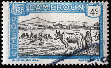 Cattle crossing a river on vintage stamp of Cameroon