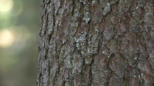 A detail shot of a tree surface in seefeld
