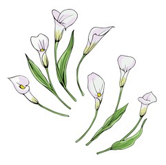 Set of white Calla flowers. Vector illustration of seven flowers with leaves.