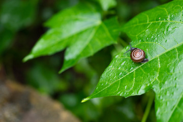 Pomacea canaliculata or Golden apple snail walks on a green leaf in the morning.