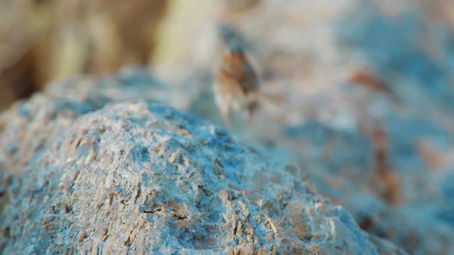 Sparrow hopping away from camera into blurry background, Slow Motion