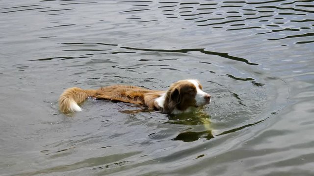 A dog playing in a lake in austria, seefeld.