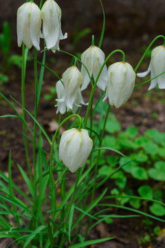 fritillaria is a perennial herbaceous bulbous plant, belongs to the family of lily.