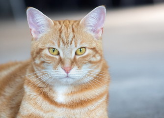 Close up image of a ginger cat indoors