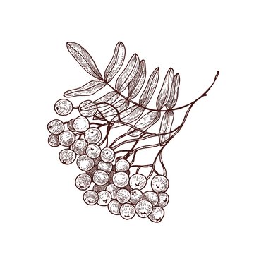 Rowan tree branch or sprig with leaves and ripe berries hand drawn with contour lines on white background