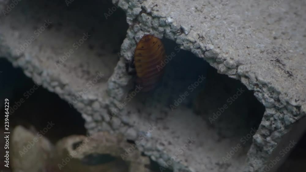 Poster a large red cockroach crawling and scavenging for food on a cinder block in an insect zoo exhibit.