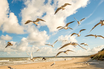 black headed gulls flying over beach of the Baltic Sea