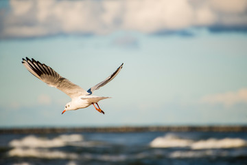 Fototapeta na wymiar black headed gull flying