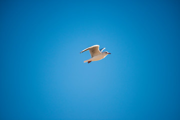 black headed gull flying