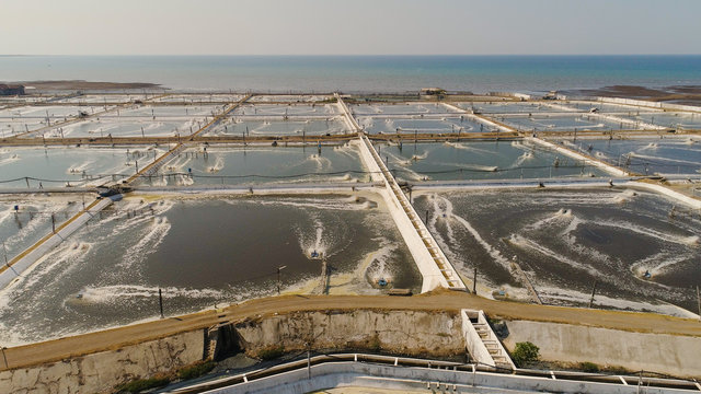 shrimp farm, prawn farming with with aerator pump oxygenation water near ocean. aerial view fish farm with ponds growing fish and shrimp and other seafood. Fish hatchery pond aerial view aquaculture