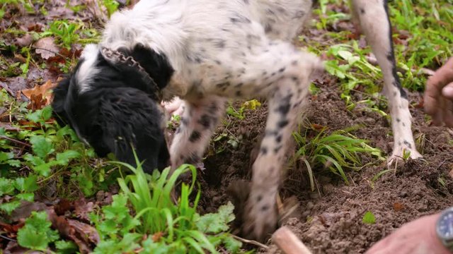 A dog and his owner hunting for truffles and digging in the soil in slow motion to get the valuable delicacy in Italy.