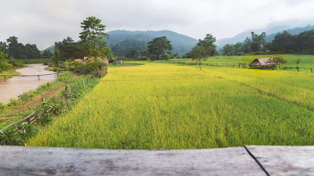 beautiful green rice field mountain background Mueang Khong Chiangmai Thailand