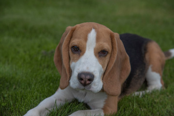 Portrait of a beagle dog