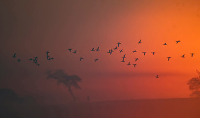 Flock of birds flying at Sunrise -beautiful colors in sky
