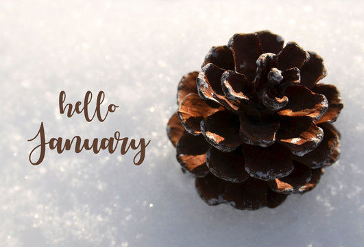 Hello January. Pine cone on natural white snow background.Winter season concept.
Selective focus.