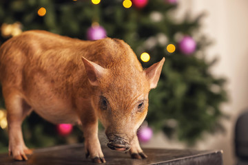 Cute little pig in room decorated for Christmas