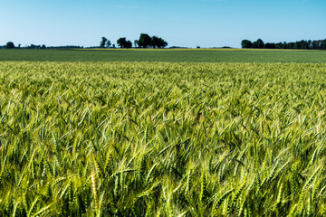 Green wheat field in summer morning.