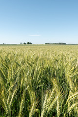 Green wheat field in summer morning.