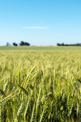 Green wheat field in summer morning.