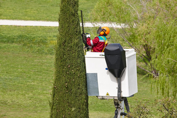Equiped worker pruning a cypress on a crane. Gardening
