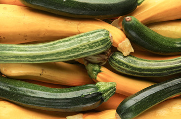 viele kleine und große Zucchini gelb und grün ernte 