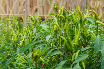 Chili peppers in the garden. Homegrown organic food