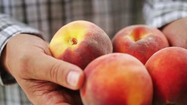 Man is holding ripe peaches in his hands, close-up. Several freshly picked peaches in folded hands