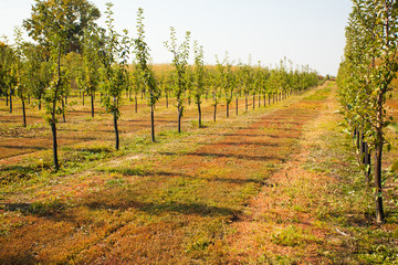 Naklejka premium View of the rows of apple trees