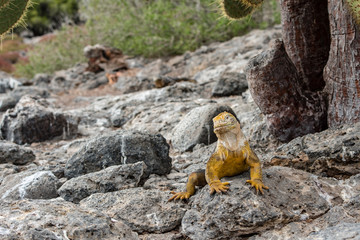 Land Iguana marina between the rocks of South Plaza Island in the Galapagos